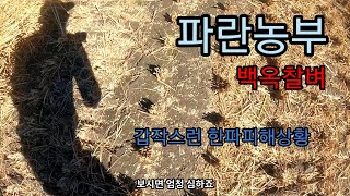 파란농부 백옥찰벼 최악의 한파 피해상황(Blue farmer a glutinous rice worst cold wave)귀농귀어귀촌