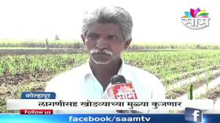 Kolhapur farmers' sugarcane farms destroyed by unseasonal rains