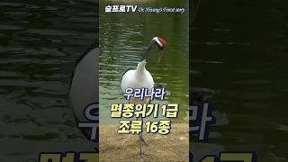 멸종위기 1급 조류 16종 #멸종위기종 #멸종위기새