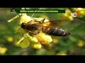 matti manishi successful story of kamareddy women honey bee farming 10tv news