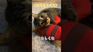 新しいおもちゃを買ってもらい大喜びするねこ #shorts #猫 #ねこ #cat イヌみたいなネコ【ちょら】