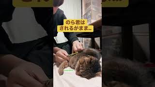 爪切りをされる猫達の反応の違い