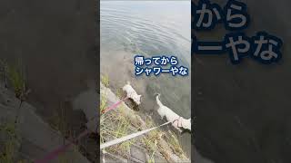 川遊びが楽しくなって来た娘犬　#犬のいる暮らし #犬のいる生活 #猟犬