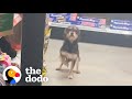 Guy Finds A Stray Dog Inside Dollar General | The Dodo