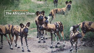 The Africam Show | 11.15.22