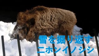 雪を掘り返す二ホンイノシシ