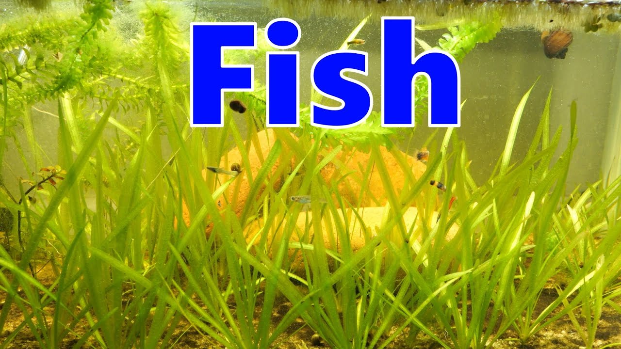 Fish Youtube