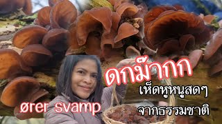 ดกมากตั้งแต่ต้นคลิปจนท้ายคลิป เก็บเห็ดหูหนูจากธรรมชาติที่เดนมาร์ก  ører svamp /judasører