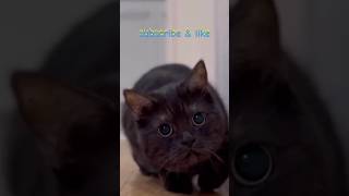 🐈පිස්සු පූසො🐈funny cats in world #shorts #shortvideo #viral