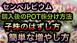 【センペルビウムの株分け】購入したPOTのばらし方、増やし方、管理、場所、土についての動画 ジョビバルバについても少しふれてます【多肉植物】