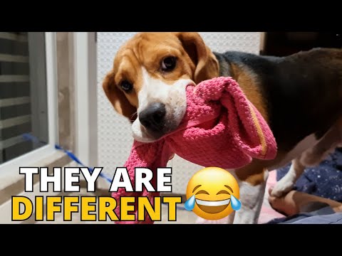 Are beagles good with other dogs?