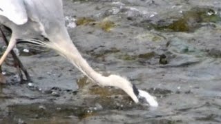 アオサギの食事風景、Breakfast of Grey heron、20150725