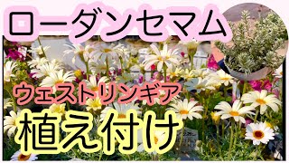 ガーデニング 植え替え・植え付け｜ローダンセマム他