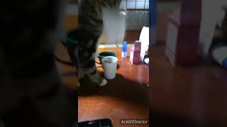 【おもしろ猫動画】紙コップに頭を突っ込む猫