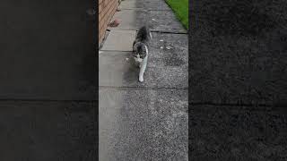 Cat flaunting it #short #youtubeshorts  #cat #shorts #catlover