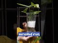 ซิงโกเนียม ขยายพันธุ์ ชำน้ำ syngonium propagation เงินไหลมา ออมชมพู ออมทรัพย์ ออมเงิน @skyplants