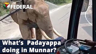 Munnar tourists have chilling encounter with Padayappa the tusker | The Federal