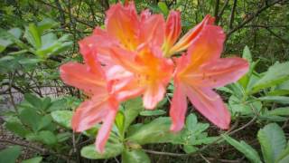 A Jeli Arborétumban  rhododendron virágzás idején