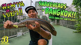 ปลาช่อนสวนเบญฯ!! Benjakitti Park Snakehead Fishing!