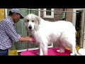 耳の薬をお利口に受けるルンルンとスキあらば逃げるアラン　great pyrenees　グレートピレニーズ