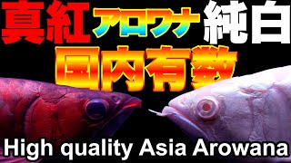 【ショップ訪問】国内有数のアロワナ達！　熱帯魚　aquarium　arowana fish