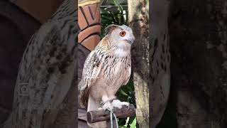 Marine Park,Bangkok #kawaii #cute #bangkok #travel #instagood #birds#thailand #love #owl #animals