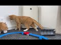 箱を気に入りすぎて先住猫の邪魔をする子猫【子猫成長日記 20】