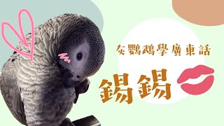 愛妃 - 灰鸚鵡學廣東話（配音演員）