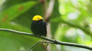 Golden-headed Manakin