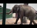 elephant at kobe oji zoo　　神戸王子動物園のゾウ