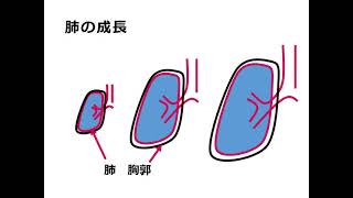 第117回医師国家試験対策講座　気胸