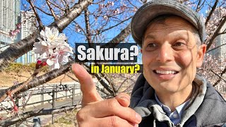 Tokyo has Cherry Blossoms, Sakura in January?!