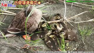 天才志村どうぶつ園の最後のカモの子育て⑩【カルガモ親子】野鳥撮影