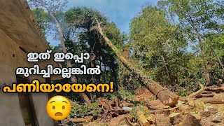 വീടിനോട്‌ ചേർന്ന് നിന്ന മരത്തെ ദിശ തിരിച്ചു മുറിച്ചു വീഴ്ത്തി!😮 Cutting down the tree with risk!😮