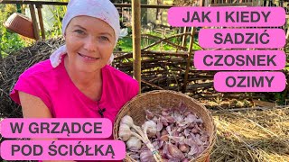 CZOSNEK OZIMY - JAK I KIEDY SADZIĆ?