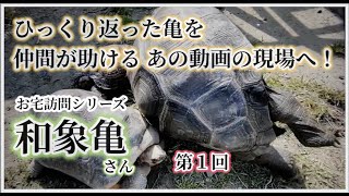 お宅訪問シリーズ　和象亀さん【第１回】〜かめぞー☆ちゃんねる　91クラッチ目〜