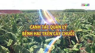 CANH TÁC, QUẢN LÝ BỆNH HẠI TRÊN CÂY CHUỐI - Nhà nông làm giàu cùng An Nông