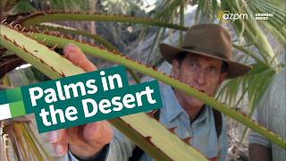 The World’s Largest Palm Oasis | The Desert Speaks