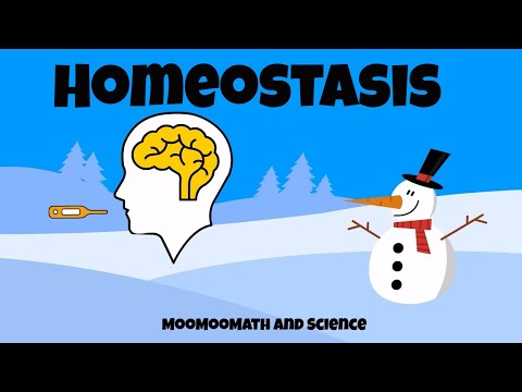 Why is homeostasis important?