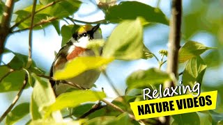 Immerse Yourself in the Magnificent Warbler Experience | Magee Marsh Wildlife Area