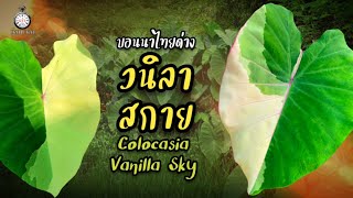 Colocasia Vanilla Sky บอนนาไทยด่าง วนิลา สกาย #colocasia #บอนนาด่าง หลักแสน #บอนนาด่าง #ต้นไม้หายาก