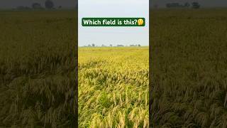 ఈ పంట పేరు ఎంత మంది కి తెలుసు?👍 #love #forming #paddy #field #viralvideo #trending #nature #food