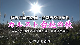 「山口観光」「秋吉台カルスト台地の秋」山口県美祢市にある日本最大級のカルスト台地として知られる長者ケ森や東展望台周辺ではススキが見ごろを迎えています。夕日を浴びて黄金色に輝くススキがとてもきれいです