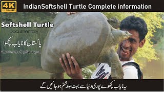 Softshell Turtle Facts and behavior| Full Documentary