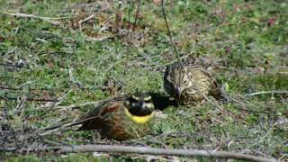 Emberiza cirlus   male+female    by grazing together    25 001