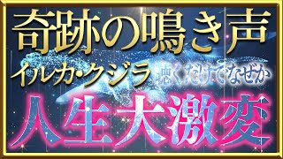 イルカ・クジラたちの奇跡の鳴き声で人生激変！なぜか聴くだけでうまくいく