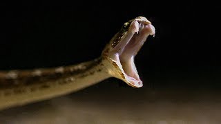 Comparing the Spectacled Cobra Bite vs Saw Scaled Viper Bite in SLOW-MO | BBC Earth