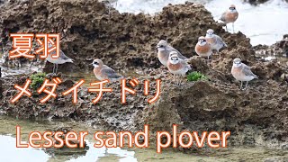 【夏羽】メダイチドリ Lesser sand plover