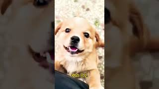 Cute dog barking #shorts #ytshorts #viralvideo #dogvideos