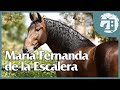 Grandes Yeguadas de Europa 🐴 -  ESPAÑA: María Fernanda de la Escalera | #3 | Caballos TV